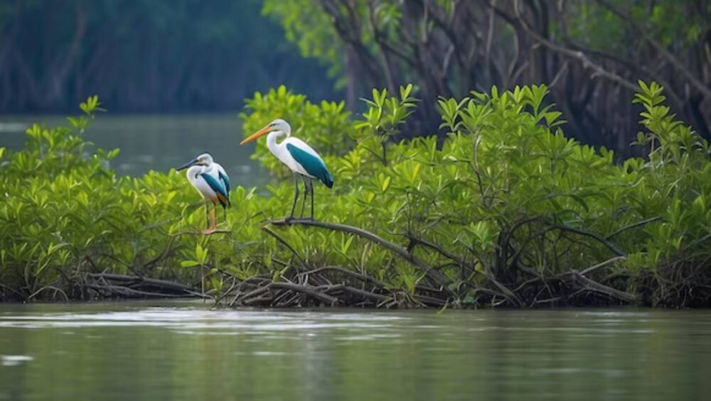 Quick Guide to Exploring Sundarban