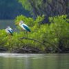 Quick Guide to Exploring Sundarban