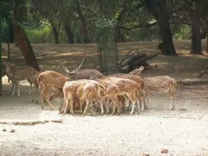 Deer Park- best places to visit in Sarnath